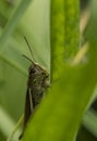 Tettigonia viridissima in green grass Royalty Free Stock Photo