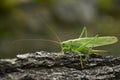 Tettigonia viridissima. Green grasshopper on the old tree bark.