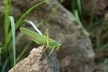 Tettigonia viridissima. Green grasshopper sits on a stone. The sun shines