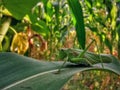 Tettigonia viridissima sitting on a green leaf. grasshopper insect watching couriously