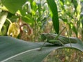 Tettigonia viridissima sitting on a green leaf. grasshopper insect watching couriously