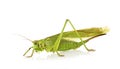 Tettigonia viridissima in studio Royalty Free Stock Photo