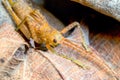 Tettigoniidae Katydids Insect Antenna