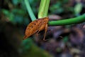 A Tettigoniidae leaf bug hanging on a stem in Las Quebradas Royalty Free Stock Photo