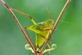 Tettigonioidea