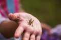 Tettigonioidea or grasshopper green insect in the hand of child exploring summer nature