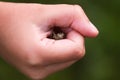 Tettigonioidea or grasshopper green insect in the hand of child exploring summer nature