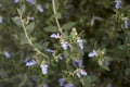 Teucrium fruticans blossom