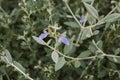 Teucrium fruticans lavender flowers