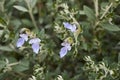 Teucrium fruticans lavender flowers