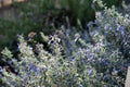 Teucrium fruticans (common name tree germander) is a species of flowering plant in the mint family Lamiaceae..