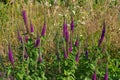 Teucrium hircanicum flower in summer