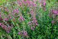 Teucrium lucydris plants, pink inflorescence. Medicinal herb