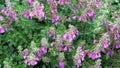 Teucrium lucydris plants, pink inflorescence. Medicinal herb