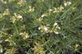 Teucrium montanum in bloom