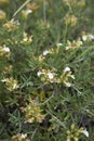 Teucrium montanum in bloom