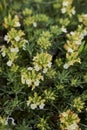 Teucrium montanum flower close up