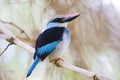 Teugelijsvogel, Blue-breasted Kingfisher, Halcyon malimbica Royalty Free Stock Photo