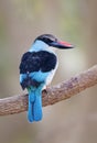 Teugelijsvogel, Blue-breasted Kingfisher, Halcyon malimbica Royalty Free Stock Photo