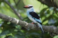 Teugelijsvogel, Blue-breasted Kingfisher, Halcyon malimbica Royalty Free Stock Photo