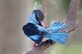 Teugelijsvogel, Blue-breasted Kingfisher, Halcyon malimbica Royalty Free Stock Photo