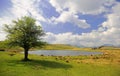 Tewet Tarn, Lake District, Cumbria Royalty Free Stock Photo