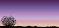 Tumbleweed Sunset Sunrise Background