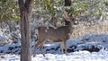 Texan Mule Deer Playing after a Winter Storm Royalty Free Stock Photo