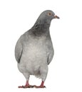 Texan Pioneer Pigeon isolated on white