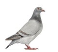 Texan Pioneer Pigeon Isolated On White