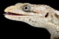 Texas Alligator Lizard Gerrhonotus infernalis
