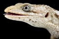 Texas Alligator Lizard Gerrhonotus infernalis Royalty Free Stock Photo