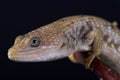 Texas alligator lizard Gerrhonotus infernalis
