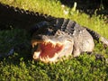 fearsome and hungry Texan alligator