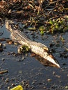 Texas Alligator
