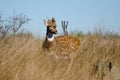 Texas Axis Deer Chital, Driftwood Texas Royalty Free Stock Photo