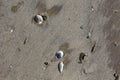 Texas beach sand and shells Royalty Free Stock Photo