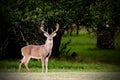 Texas Big Buck Royalty Free Stock Photo