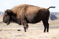 Texas bison in caprock canyon