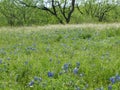 Texas Blue Bonnets In A Wild Meadow.
