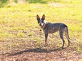 Texas Blue Heeler cattle dog Royalty Free Stock Photo