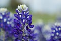 Texas Bluebonnet Royalty Free Stock Photo