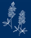 Texas Bluebonnet, Bluebonnet, Texas Lupine, Buffalo Clover, Wolf Flower, line art illustration