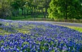Texas bluebonnet field along country road Royalty Free Stock Photo
