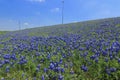 Texas Bluebonnet field Royalty Free Stock Photo