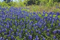 Texas Bluebonnet field Royalty Free Stock Photo