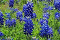 Texas Bluebonnet field Royalty Free Stock Photo