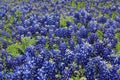Texas Bluebonnet field Royalty Free Stock Photo
