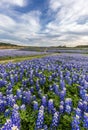 Texas bluebonnet field in Muleshoe Bend, Austin, TX. Royalty Free Stock Photo