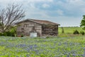 Texas bluebonnet field and old barn in Ennis